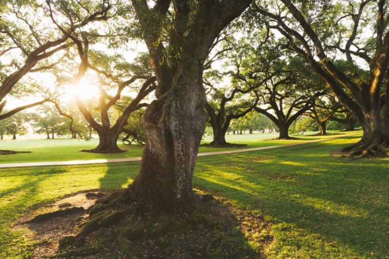 new-orleans-oak-alley-plantation-and-swamp-cruise-day-trip