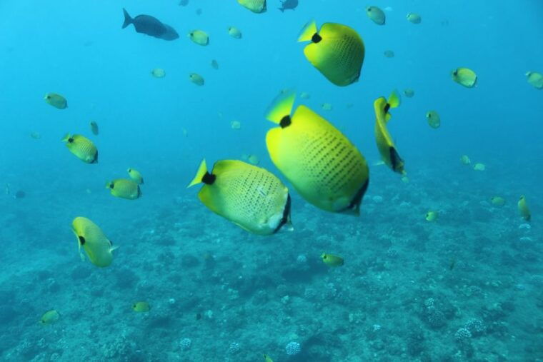 oahu-turtle-canyon-snorkeling-hula-dance