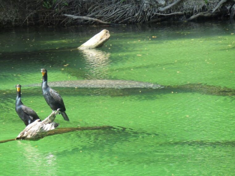 orlando-small-group-manatee-discovery-kayak-tour