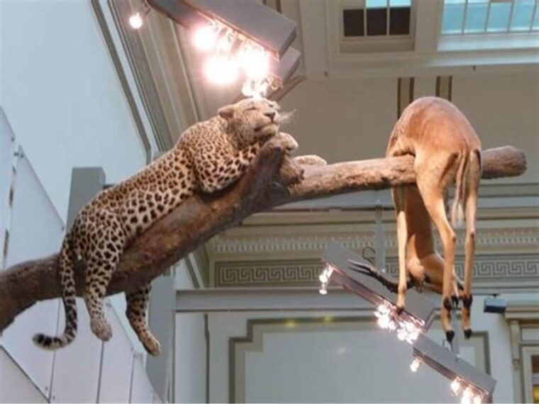 private-guided-tour-of-the-natural-history-museum