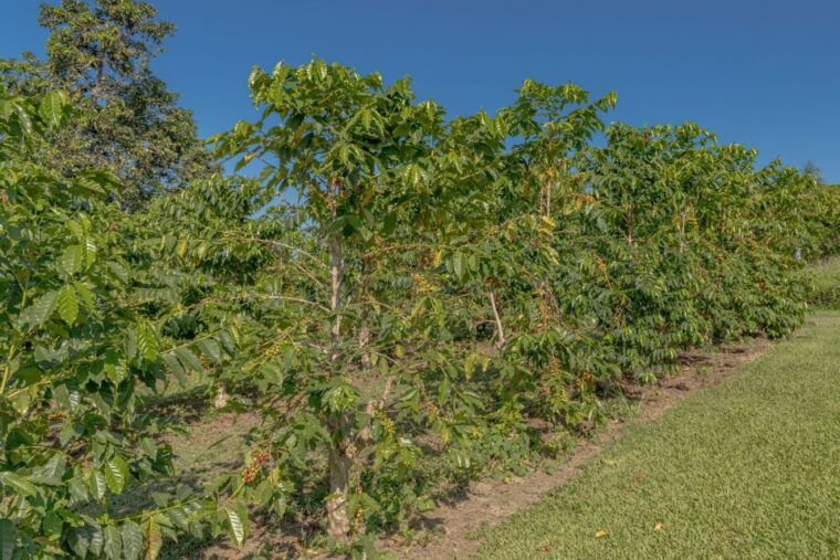 private-shore-excursion-kona-coffee-national-historic-park
