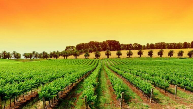 provence-day-saint-tropez-grimaud-village-wine-tasting