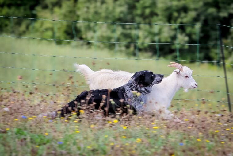 rimini-san-leo-cashmere-farm-experience