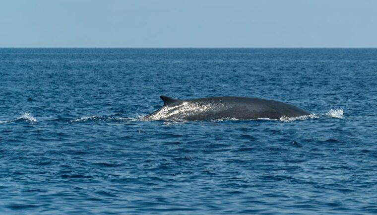 savona-pelagos-sanctuary-wildlife-cruise-with-guide