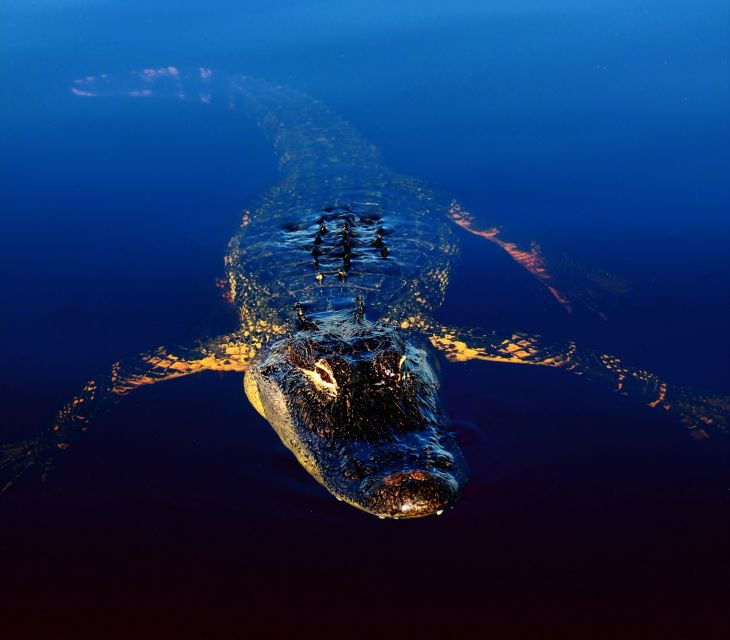 sawgrass-park-private-1-hour-airboat-adventure-tour