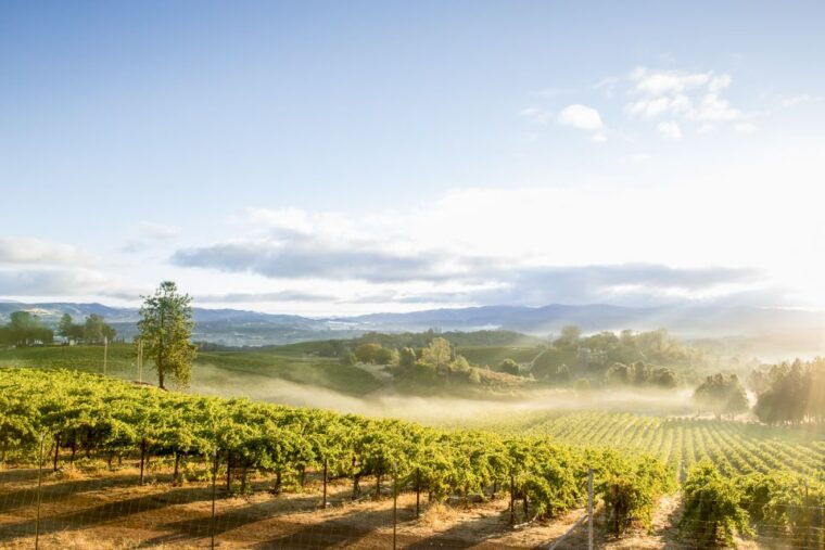 sonoma-valley-guided-winery-tour-with-picnic-lunch