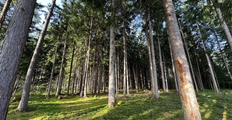 the-forest-as-an-escape-room-for-the-whole-family
