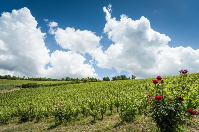 total-immersion-wine-tour-in-chianti
