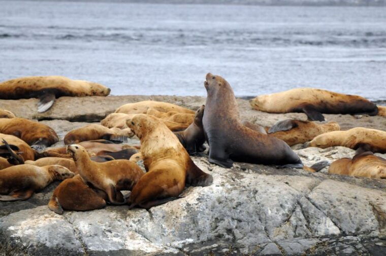 vancouver-covered-whale-watching-adventure-with-free-photos