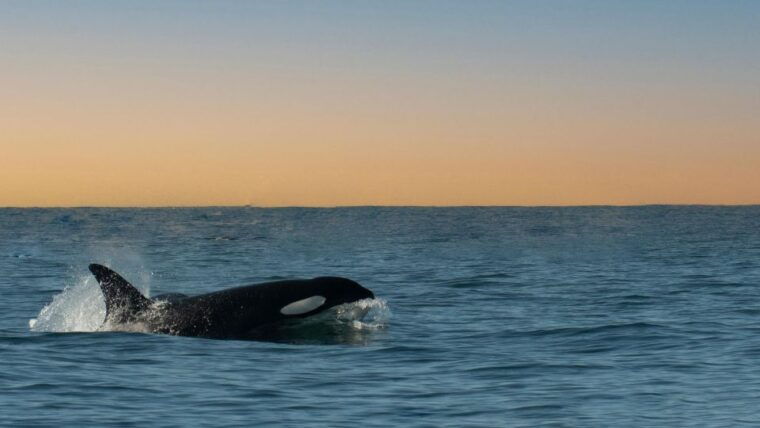 whale-and-wildlife-watching-private-and-semi-private-tours