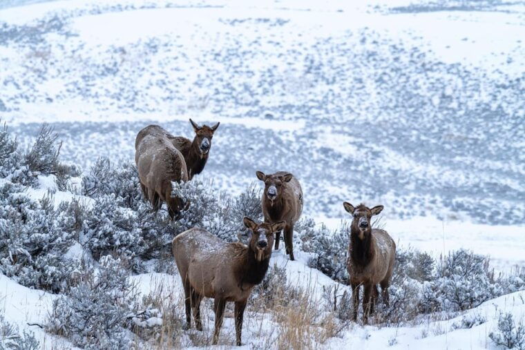 yellowstone-national-park-3-day-wildlife-photography-tour