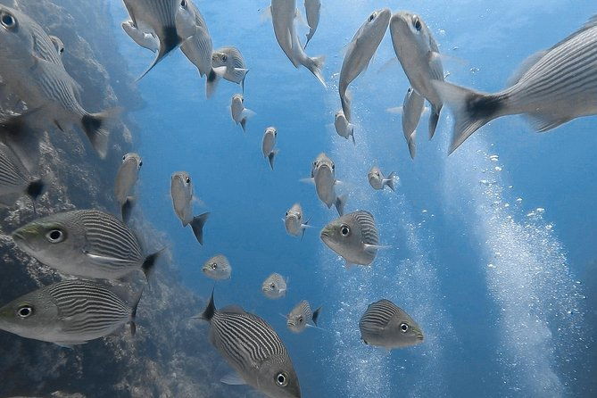 advanced-open-water-dive-certification-in-tamarindo