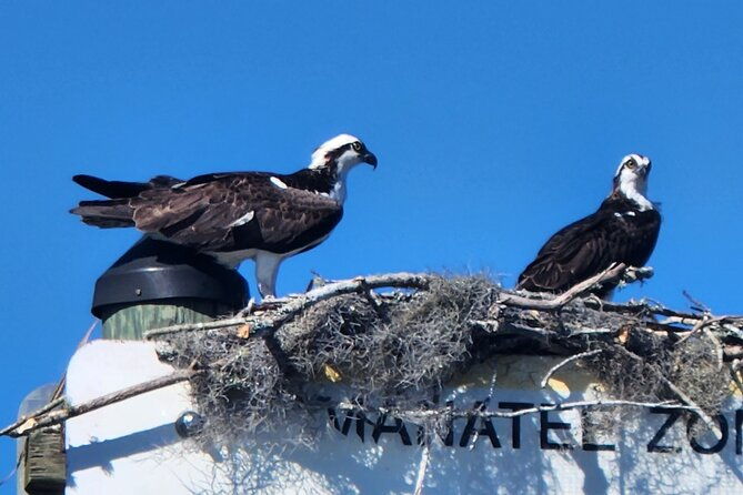 afternoon-crystal-river-ecological-boat-tour