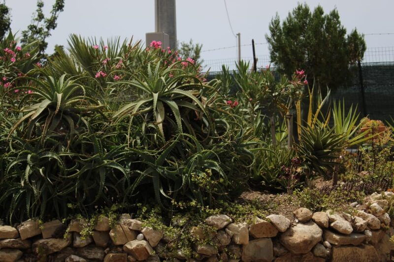 agrigento-wine-tasting-and-walk-in-the-vineyards