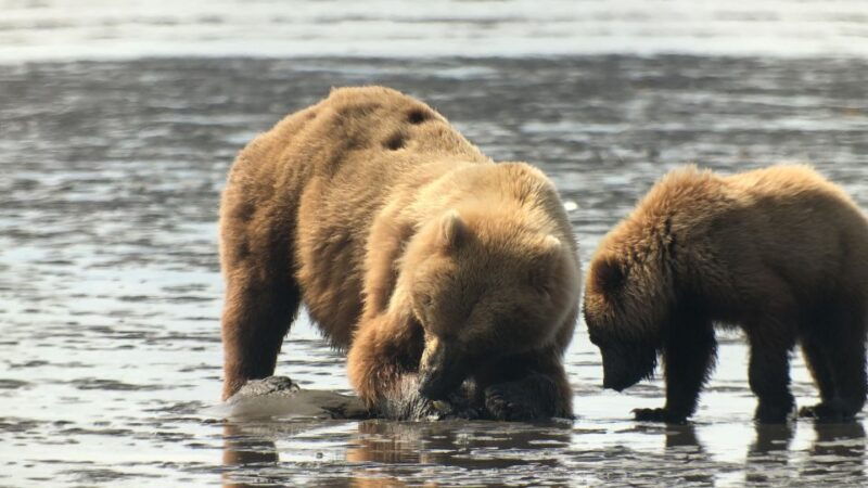 alaska-9-day-ocean-wildlife-to-interior-wilderness-adventure