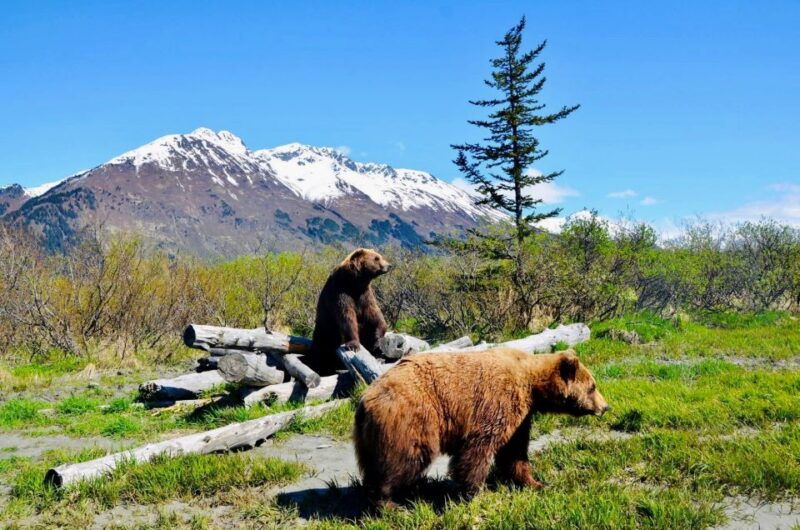 alaska-wildlife-conservation-center-admission-ticket