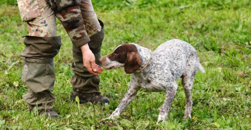 alba-truffle-hunting-with-cheese-truffle-wine-tastings