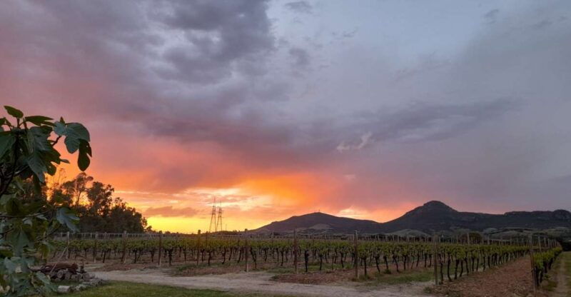 alghero-dinner-in-the-vineyard-with-wine