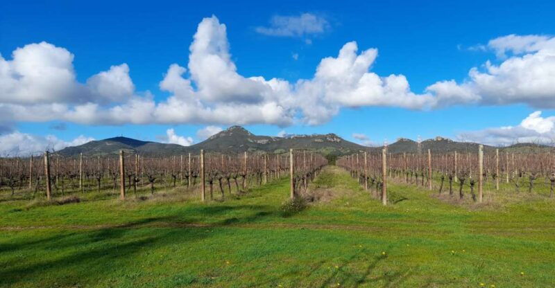 alghero-wine-tasting-w-local-aperitif-in-the-vineyard