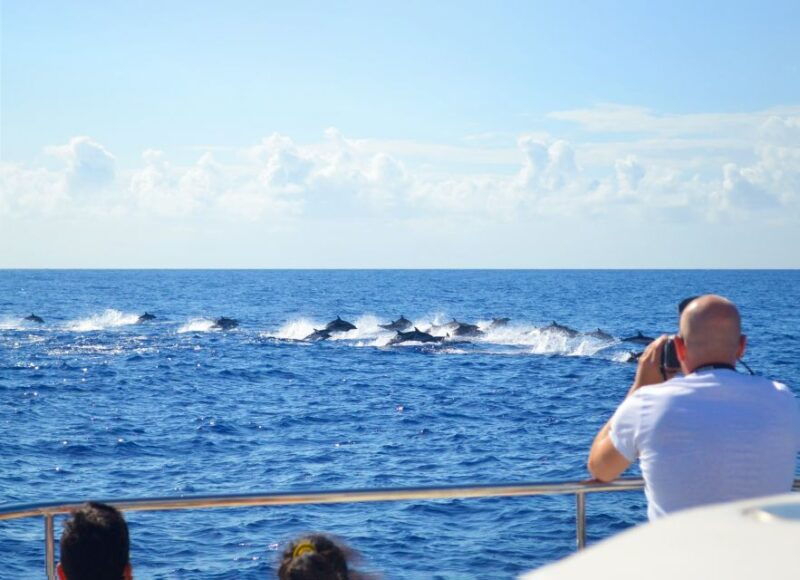 all-inclusive-whale-and-dolphin-watching-luxury-tour