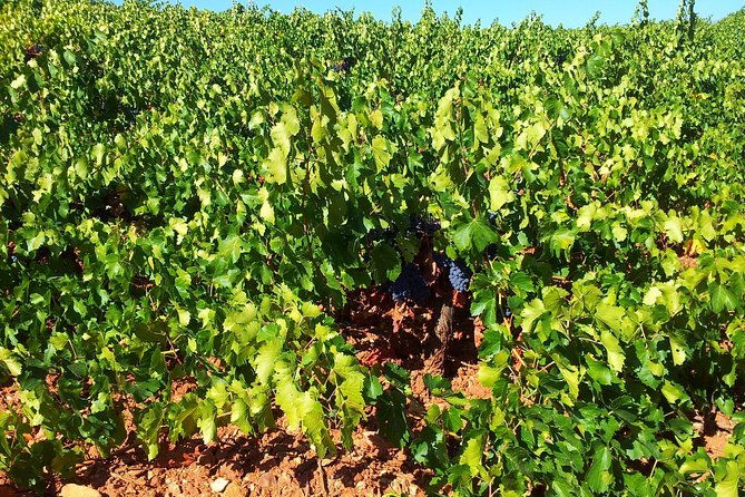 almeria-wine-tour-tasting-in-bio-winery-and-aperitif-in-english