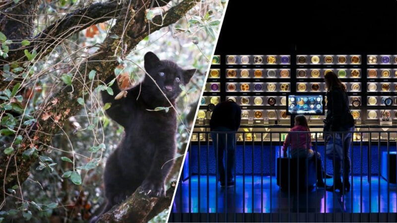 amsterdam-artis-royal-zoo-artis-micropia-combo-ticket