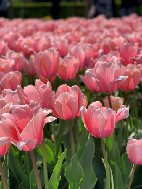 amsterdam-keukenhof-flowerfarm-tour-including-tickets