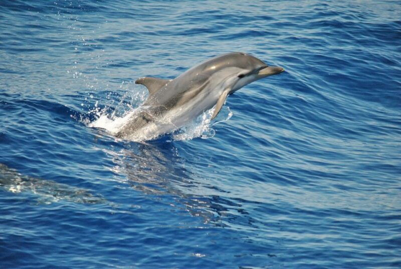aquarium-of-genoa-ticket-and-whale-watching-cruise