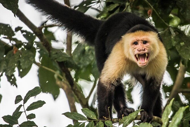 arenal-combo-feelings-adrenaline-rafting-monkey-farm-experience