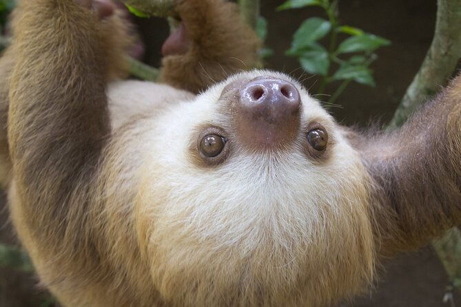 arenal-sloths-lovers-baldi-hot-springs-private-tour