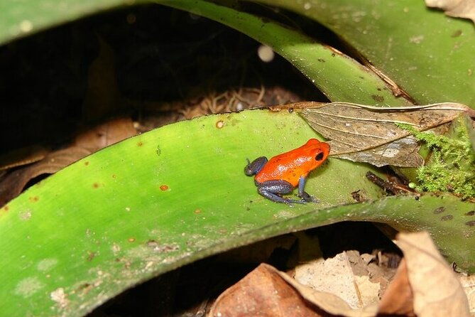 arenal-volcano-rainforest-natural-history-tour