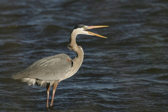 assateague-horses-herons-and-happy-hour-cruise