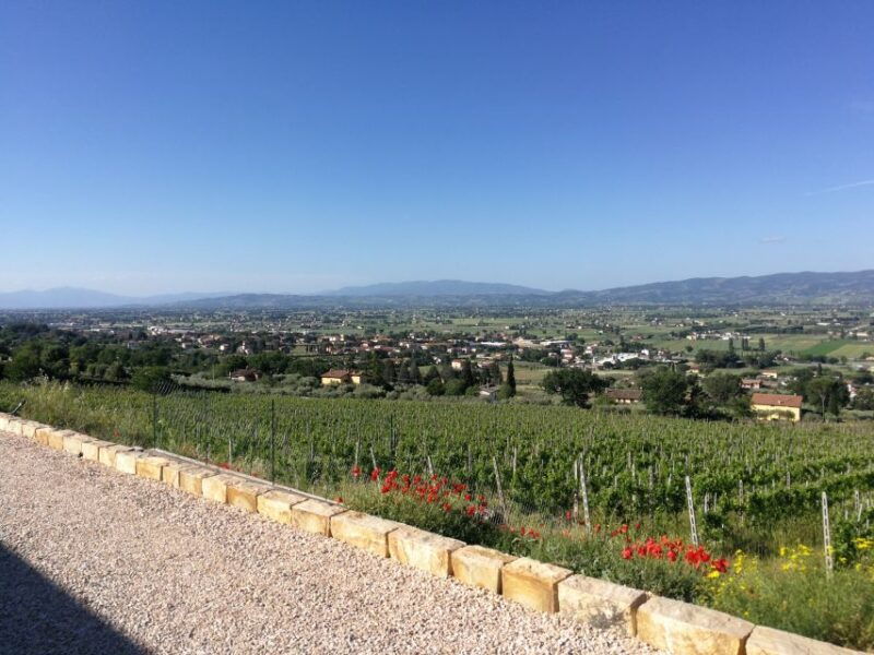 assisi-organic-balsamic-vinegar-olive-oil-wine-tour