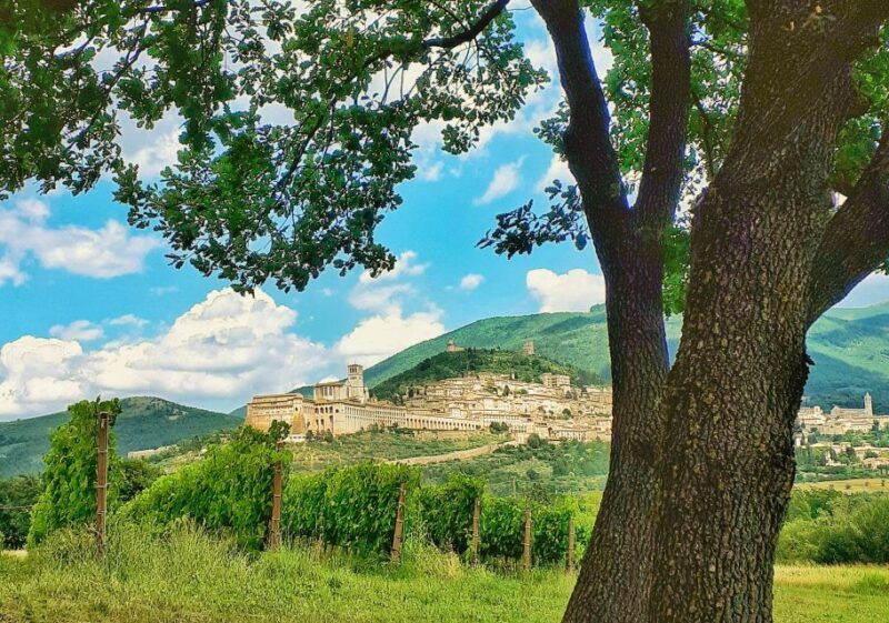 assisi-wine-tasting-gourmet-pairing-walk-in-the-vineyards