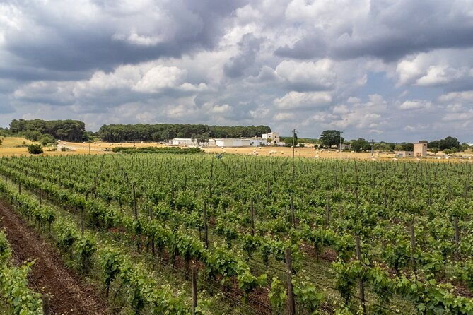 authentic-marsala-wine-tasting-experience-in-a-historic-winery