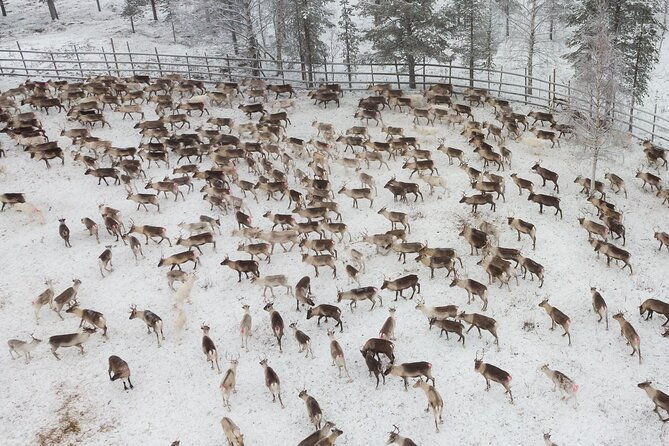 authentic-reindeer-experience-in-the-wilderness-in-levi