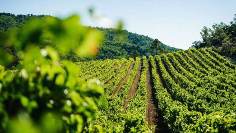 avignon-city-of-popes-and-wine-tasting-private-full-day-tour