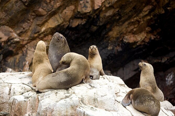 ballestas-islands-boat-tour-in-paracas