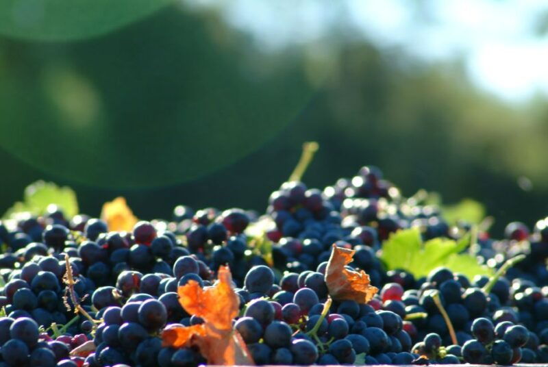 bandol-and-cassis-full-day-wine-tour-from-marseille