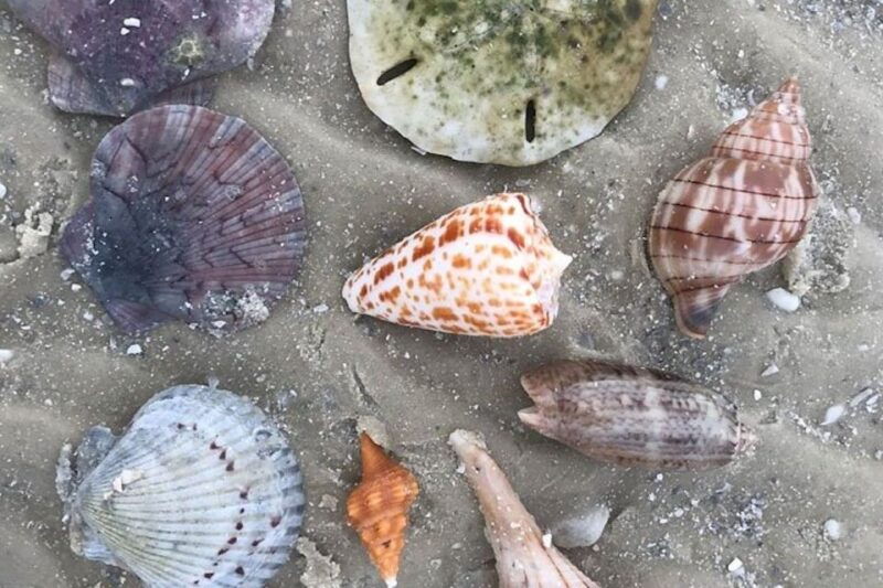 barrier-island-shelling-tour-3