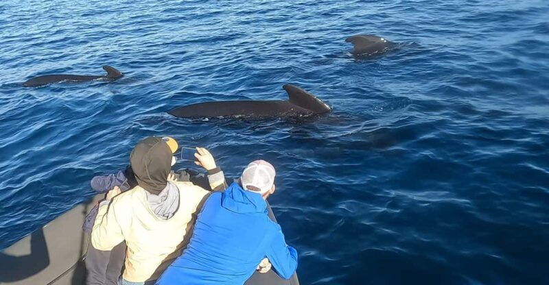 basque-country-dolphin-watching-boat-trip