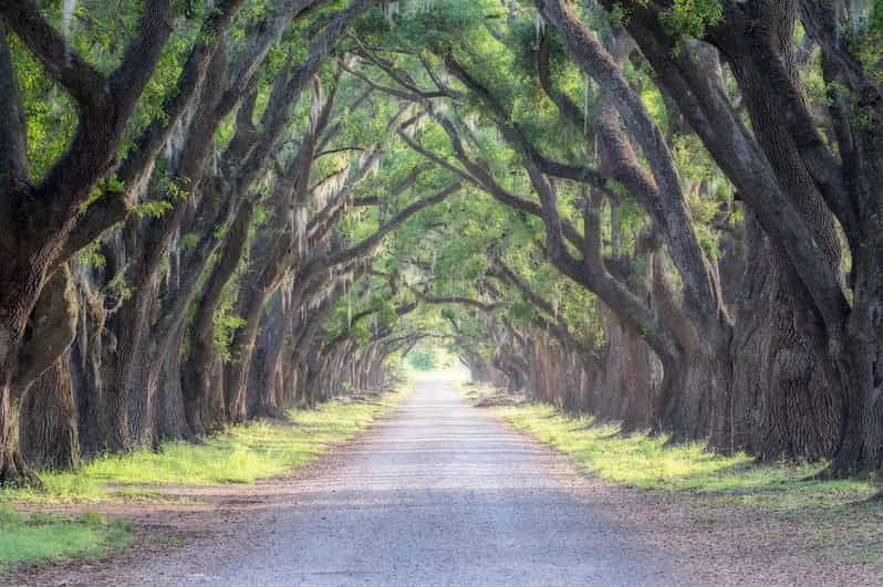 bayous-and-byways-oak-alley-plantation-and-kayak-swamp-tour