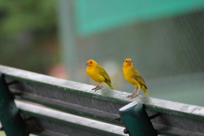 beautiful-birding-pipeline-road-from-amador-cruise-port-panama