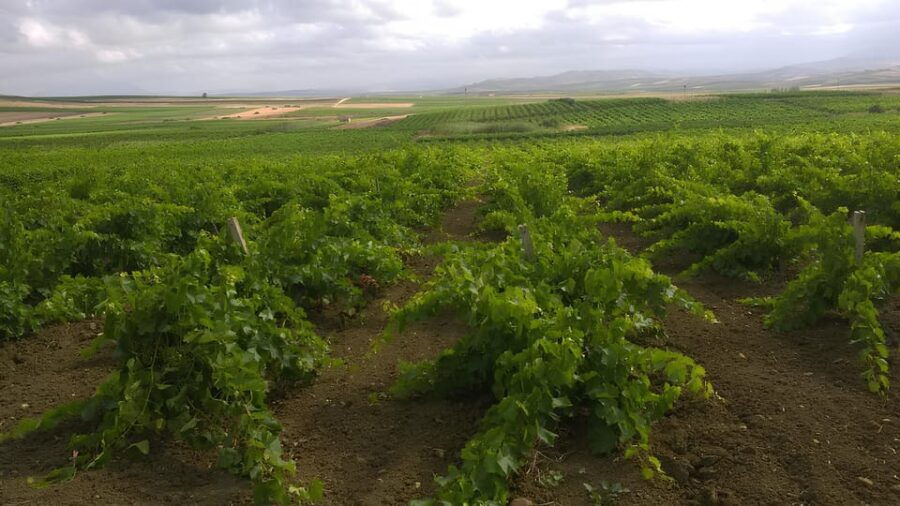 belice-wine-tasting-and-flavors-at-winery-in-menfi