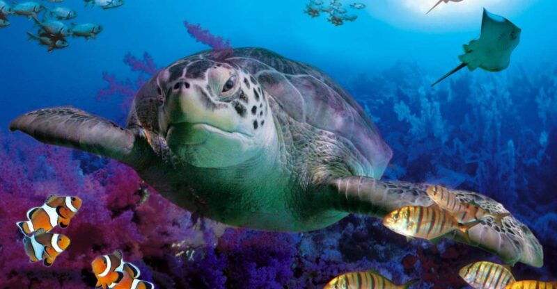 benalmadena-aquarium-visit
