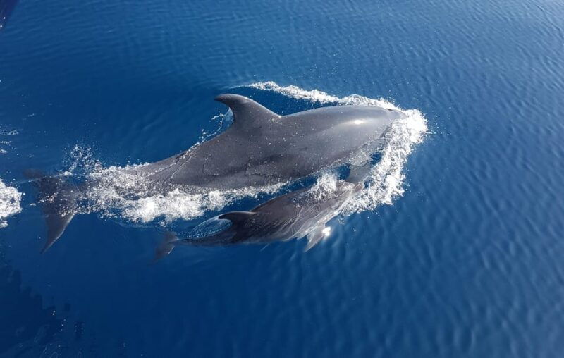 benalmadena-dolphin-sighting-boat-tour