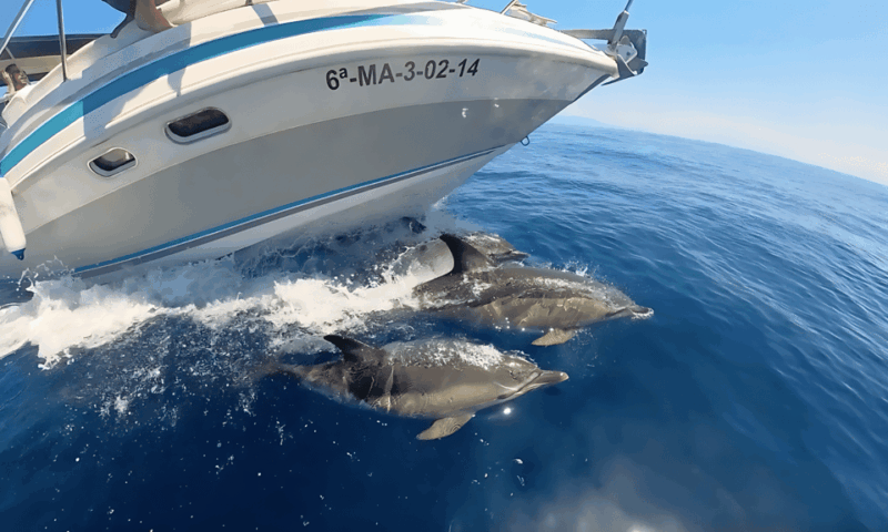 benalmadena-dolphin-sighting-boat-tour
