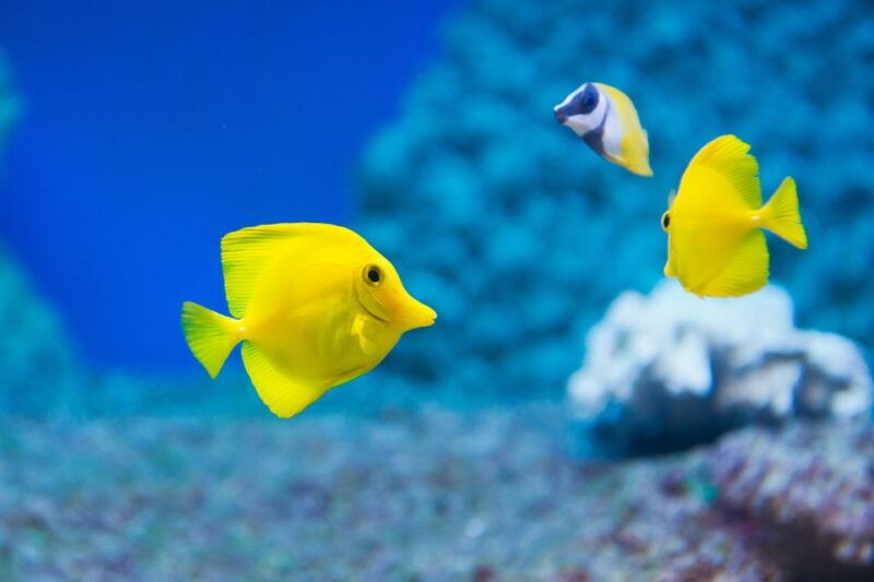 benalmadena-sea-life-benalmadena-premium-entry-ticket