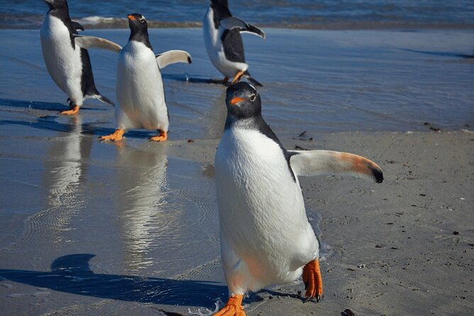 berthas-beach-penguin-experience