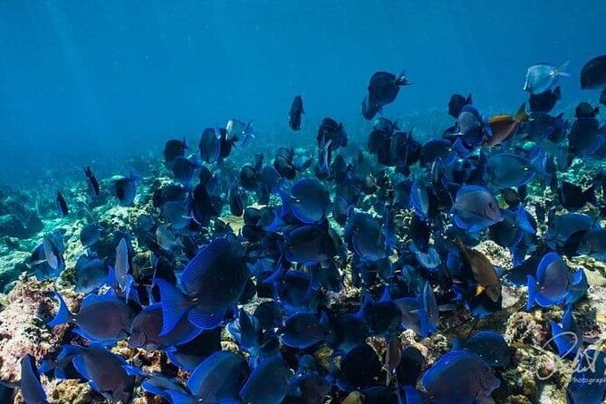 best-of-roatan-by-land-and-sea